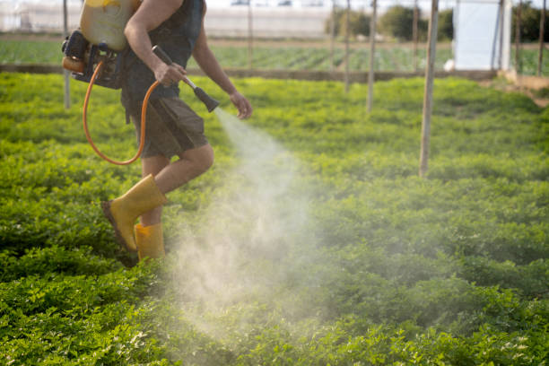 Best Mosquito Control Services  in Wedgefield, SC