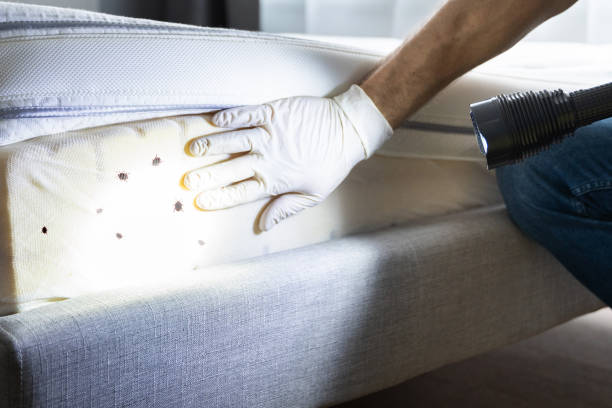 Best Residential Pest Control  in Wedgefield, SC