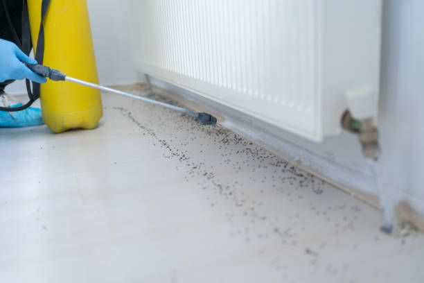 Best Termite Control Services  in Wedgefield, SC
